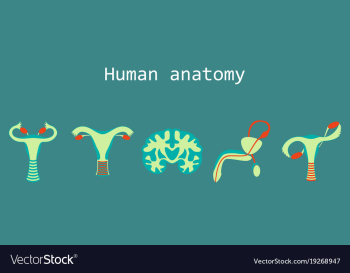 Human body internal organs medical flat isolated vector image Human body internal organs medical flat isolated vector image