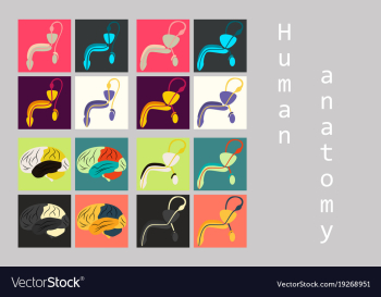 Human body internal organs medical flat isolated vector image Human body internal organs medical flat isolated vector image
