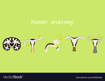Human body internal organs medical flat isolated vector image Human body internal organs medical flat isolated vector image