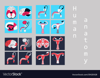 Human body internal organs medical flat isolated vector image Human body internal organs medical flat isolated vector image