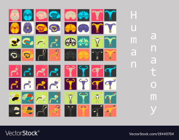 Human body internal organs medical flat isolated vector image Human body internal organs medical flat isolated vector image