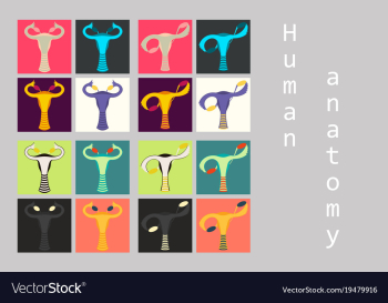 Human body internal organs medical flat isolated vector image Human body internal organs medical flat isolated vector image