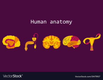 Human body internal organs medical flat isolated vector image Human body internal organs medical flat isolated vector image