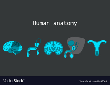 Human body internal organs medical flat isolated vector image Human body internal organs medical flat isolated vector image