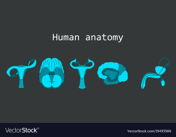 Human body internal organs medical flat isolated vector image Human body internal organs medical flat isolated vector image