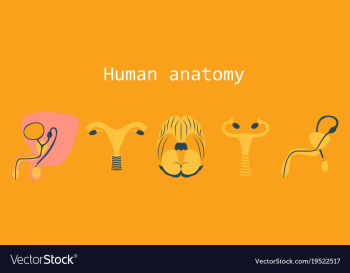 Human body internal organs medical flat isolated vector image Human body internal organs medical flat isolated vector image