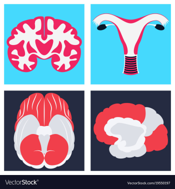 Human body internal organs medical flat isolated vector image Human body internal organs medical flat isolated vector image
