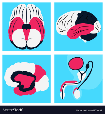 Human body internal organs medical flat isolated vector image Human body internal organs medical flat isolated vector image
