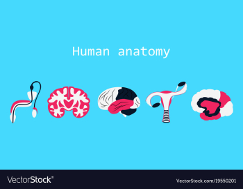 Human body internal organs medical flat isolated vector image Human body internal organs medical flat isolated vector image