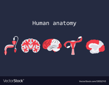 Human body internal organs medical flat isolated vector image Human body internal organs medical flat isolated vector image