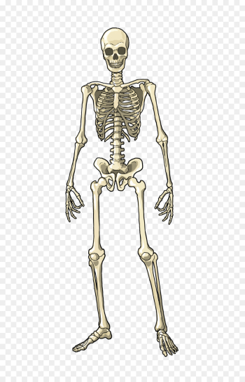 Human body Muscle Bone Skeleton Homo sapiens - bones png download ...