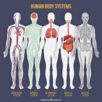 Human body system collection Human body system collection