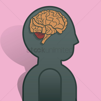 Human brain anatomy Human brain anatomy