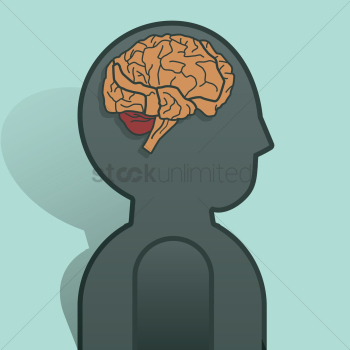 Human brain anatomy Human brain anatomy