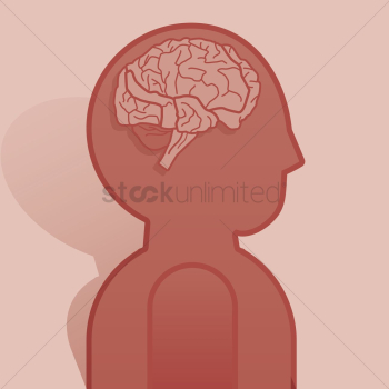 Human brain anatomy Human brain anatomy