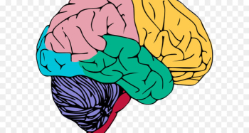 Human brain Central nervous system Clip art - nervouis mockup 