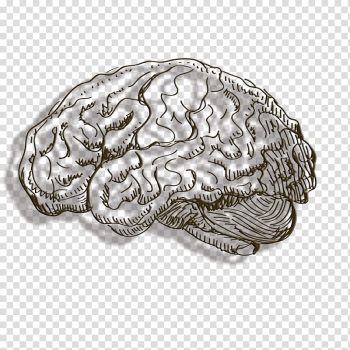 Human brain Cerebrum, Line brain transparent background PNG clipart