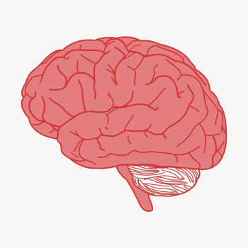 Human brain clipart, medical illustration. | Free Photo - rawpixel Human brain clipart, medical illustration. | Free Photo - rawpixel