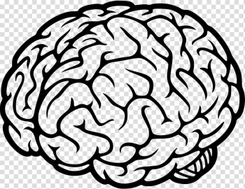 Human brain Cognitive science Neural oscillation , Brain transparent background PNG clipart