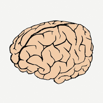 Human brain doodle, illustration psd. | Free PSD - rawpixel Human brain doodle, illustration psd. | Free PSD - rawpixel