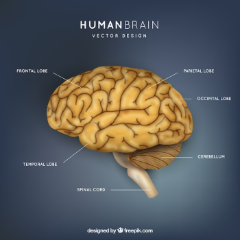 Human brain illustration Human brain illustration