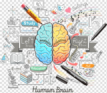 Human brain illustration, Human brain Euclidean Illustration, Color brain and pencils transparent background PNG clipart