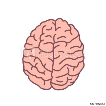 Human brain isolated on white background Human brain isolated on white background