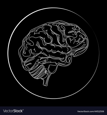 human brain line drawing human brain line drawing