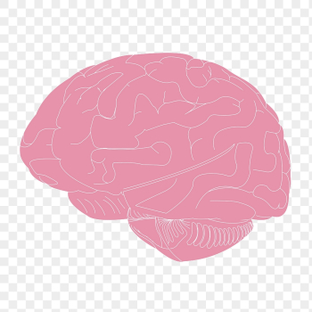 Human brain png sticker, cartoon | Free PNG - rawpixel