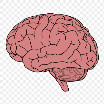 Human brain png sticker, cartoon | Free PNG - rawpixel