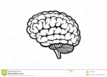 Human Brain Vector On White Background Stock Vector - Illustration ...