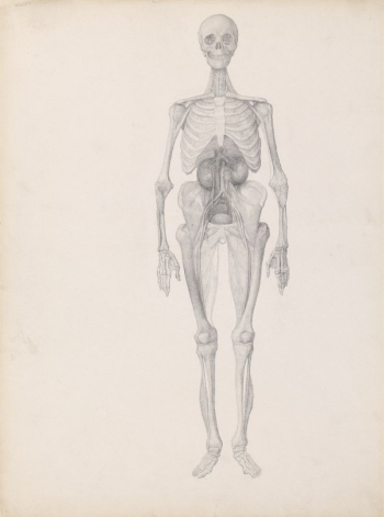 Human Figure, Anterior View (Finished | Free Photo - rawpixel Human Figure, Anterior View (Finished | Free Photo - rawpixel