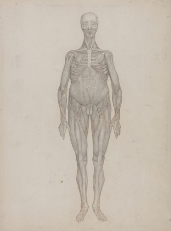 Human Figure, Anterior View (Intended | Free Photo - rawpixel Human Figure, Anterior View (Intended | Free Photo - rawpixel