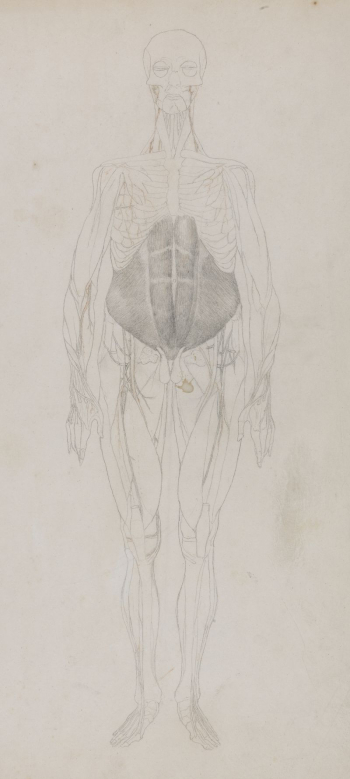 Human Figure, Anterior View (Largely | Free Photo - rawpixel Human Figure, Anterior View (Largely | Free Photo - rawpixel