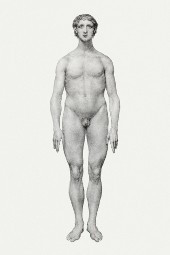 Human Figure, Anterior View, Undissected… | Free public domain illustration Human Figure, Anterior View, Undissected… | Free public domain illustration