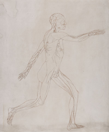 Human Figure, Lateral View (Prepared | Free Photo - rawpixel Human Figure, Lateral View (Prepared | Free Photo - rawpixel