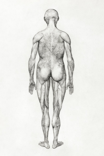 Human Figure, Posterior View (Almost… | Free public domain illustration Human Figure, Posterior View (Almost… | Free public domain illustration