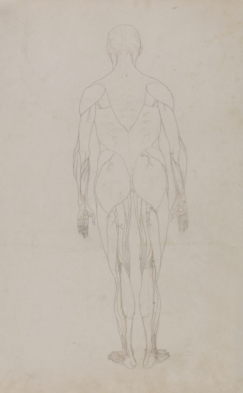 Human Figure, Posterior View (Further | Free Photo - rawpixel Human Figure, Posterior View (Further | Free Photo - rawpixel
