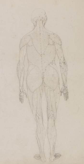 Human Figure, Posterior View (Outline | Free Photo - rawpixel Human Figure, Posterior View (Outline | Free Photo - rawpixel
