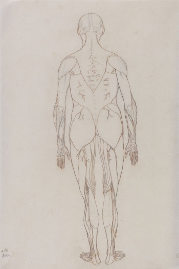 Human Figure, Posterior View (Outline | Free Photo - rawpixel Human Figure, Posterior View (Outline | Free Photo - rawpixel