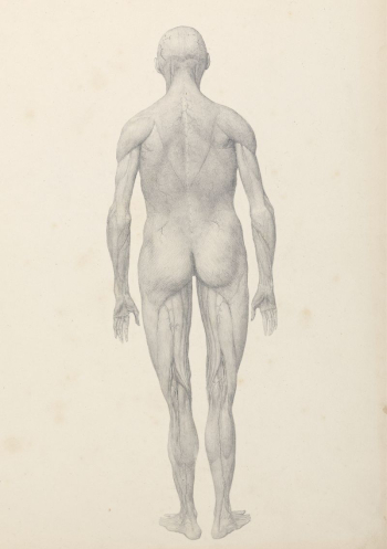 Human Figure, Posterior View, Partially | Free Photo - rawpixel Human Figure, Posterior View, Partially | Free Photo - rawpixel