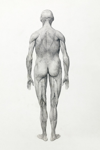 Human Figure, Posterior View, Partially… | Free public domain illustration Human Figure, Posterior View, Partially… | Free public domain illustration