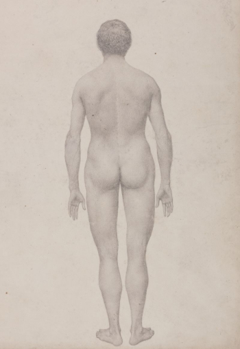 Human Figure, Posterior View, Undissected | Free Photo - rawpixel Human Figure, Posterior View, Undissected | Free Photo - rawpixel