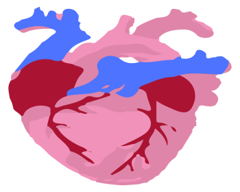 Human Hart Anatomy Human Hart Anatomy