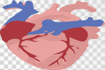 Human Hart Anatomy Human Hart Anatomy