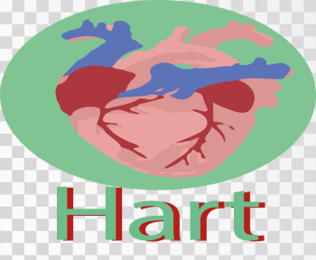 Human Hart Anatomy Human Hart Anatomy