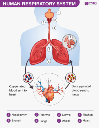 Human Hart Anatomy Human Hart Anatomy