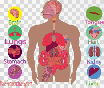 Human Hart Anatomy Human Hart Anatomy