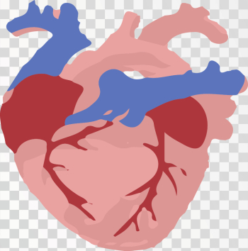 Human Hart Anatomy Human Hart Anatomy