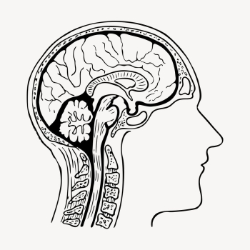 Human head anatomy clipart, medical | Free Vector - rawpixel Human head anatomy clipart, medical | Free Vector - rawpixel
